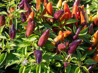 Purple, yellow and orange variety of Capsicum annuum growing in a garden as ornamental plant