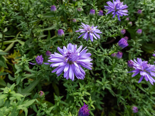 Close-up of the Aster dumosus Professor Anton fon Kipennberg flowering with violet flowers with yellow centers in the garden