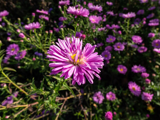 Obraz premium Close-up of the Michaelmas daisy (Aster novi-belgii) 'Gayborder Supreme' flowering with pink flowers in garden in autumn