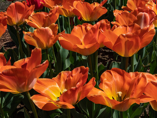 Early-blooming Darwin Hybrid Tulip 'Daydream' with sunny yellow blossoms aging to luminous, apricot to orange as they mature