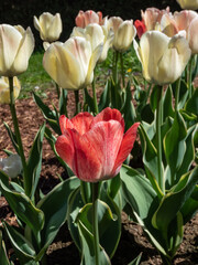 Close-up of the Darwin tulip 'Silverstream' flowering with flowers that are irregularly striped...
