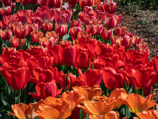 Close-up shot of flower bed full of flowering red, orange and pink tulips in bright sunlight in...