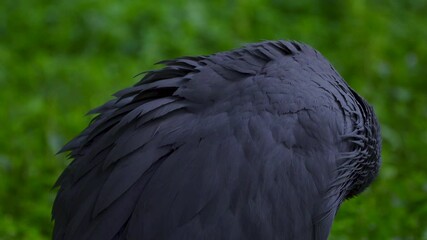 blue crane in the grass
