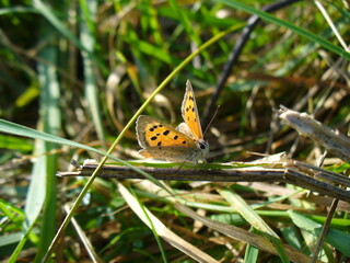 Butterfly Small copper, Lycaena phlaeas on dry stick in grass on sunny autumn weather - close-up. Topics: beauty of nature, vegetation, flora, fauna, macro, field, meadow, season, natural environment