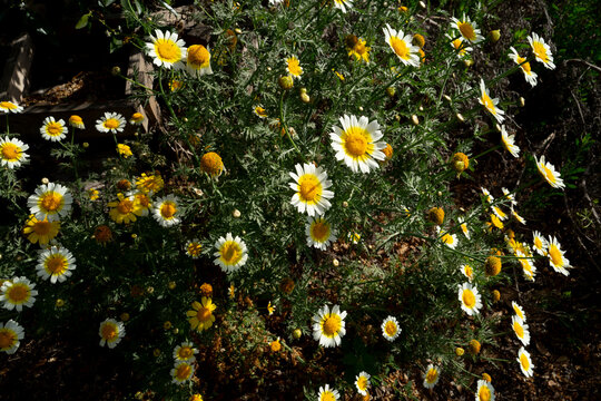 Nature and flowers