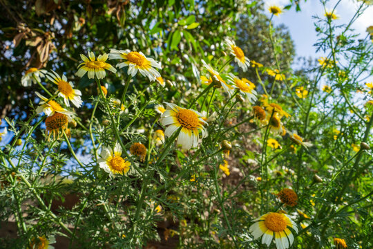 Nature and flowers
