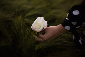 A woman holding in her hand a white peony in front of a wheat field © Natalie