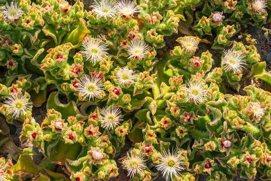 Nature and plants