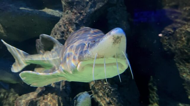 Sturgeon fish swim in the aquarium. Large sturgeon swimming underwater