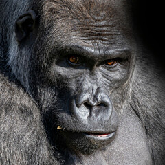 Obraz premium gorilla close-up portrait