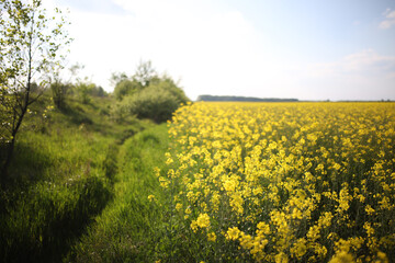 Landscape view of flowering raps field under blue cloudy sky. Colorful rapsfield raps. Swedish...