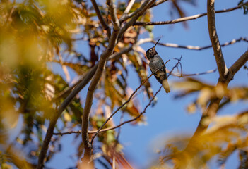 Cute hummingbird tilting head to look down while perched in a tree in fall 
