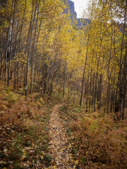 Fototapeta premium Dirt bike trail through Uncompahgre National Forest in autumn with fall colors and aspen trees near Montrose Colorado on Owl Creek Pass 