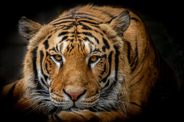 Obraz premium In the eye of Bengal tiger