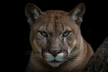 Obraz premium puma close-up portrait