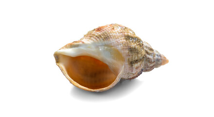 Sea snail, one shell of raw whelk, sea snails bulot. Bulots isolated on white background, macro shot. French delicatessen, seafood. Buccinum undatum 