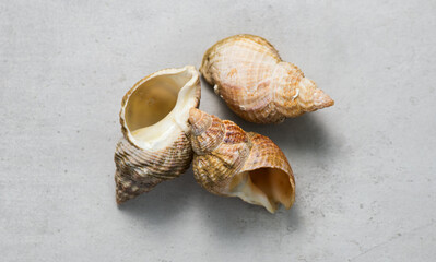 Sea snails, shell of raw whelk, sea snail bulot. Bulots on grey background, macro shot. French delicatessen, seafood. Buccinum undatum. Top view, flat lay