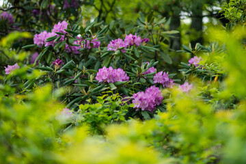 Obraz premium Rhododendron 