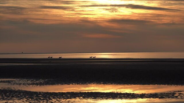 Balade &agrave; cheval sur la plage de Deauville au coucher du soleil &agrave; mar&eacute;e basse