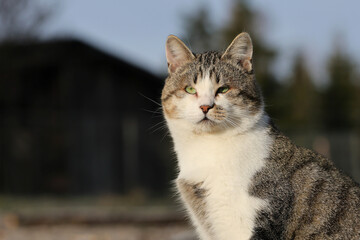 A beautiful cat sits in a sunny courtyard and warms up in the early hours of a frosty winter morning.