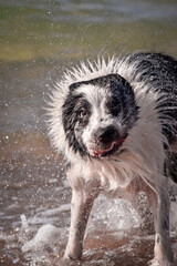 Mokry Border Collie