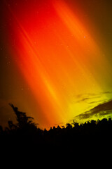 aurora on a sky and pinetrees