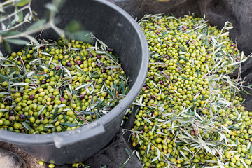 Raccolta delle olive e produzione olio extravergine di oliva in puglia, italia