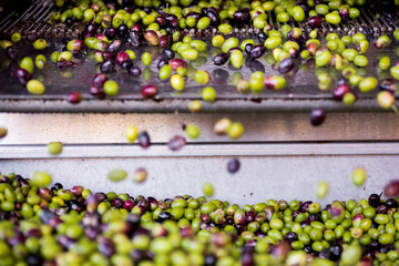 Raccolta delle olive e produzione olio extravergine di oliva in puglia, italia