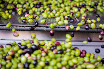 Raccolta delle olive e produzione olio extravergine di oliva in puglia, italia