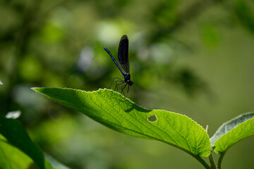 A vibrant blue damselfly perched on a sunlit green leaf, casting a delicate shadow. The blurred...