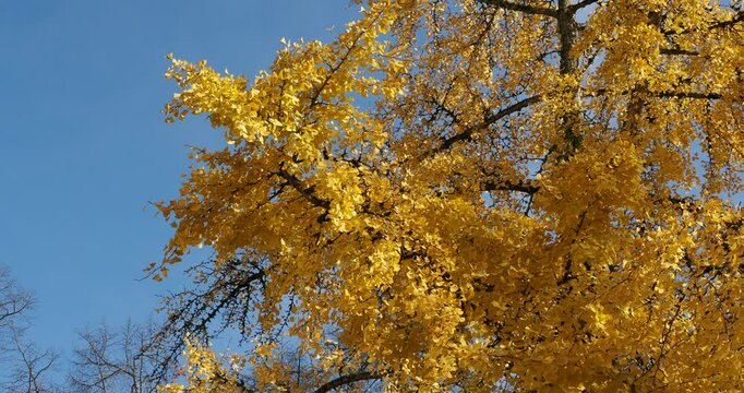 Ginkgo tree (Ginkgo biloba), clothed with gracefull densegolden yellow foliage in autumn on brown spreading branches trembling slightly in the breeze