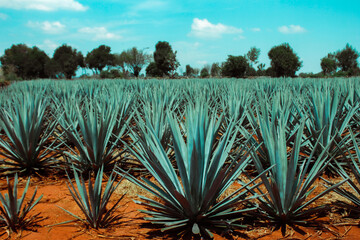 Fototapeta premium Agaves