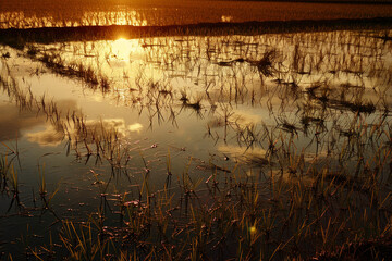 Fototapeta premium As the sun sets, golden light bathes a peaceful rice field, illuminating reflected clouds and creating a serene atmosphere on the water's surface