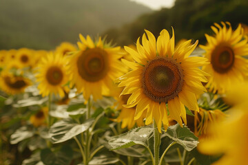 Fototapeta premium Bright sunflowers stand tall in a vibrant field as the warm light of late afternoon enhances their golden petals against a backdrop of rolling hills