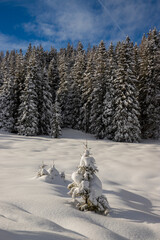 Winter landscape of a mountain forest with fresh snow covered trees by, Valle Camonica, Italian Alps, Lombardy, Italy.