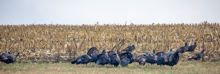 Wild turkys (Meleagris gallopavo) struting in autumn next to a cornfield