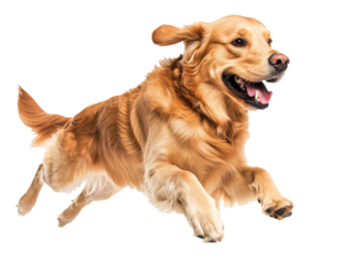 Golden retriever joyfully running indoors