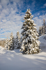 Winter landscape with a big christmas tree fresh snow covered by, Valle Camonica, Italian Alps, Lombardy, Italy.	