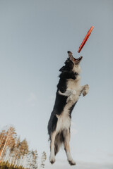 Wysportowany pies border collie łapie frisbee w powietrzu na niebie