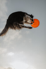 Wysportowany pies border collie łapie frisbee w powietrzu na niebie