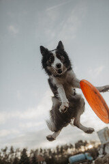 Wysportowany pies border collie łapie frisbee w powietrzu na niebie