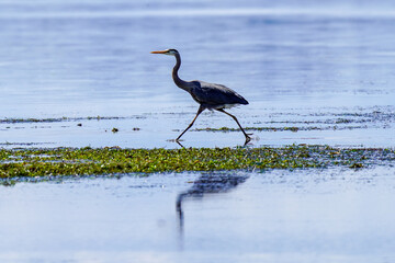 heron in the water