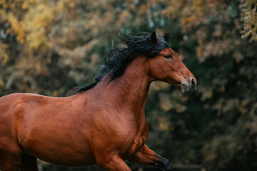 Obraz premium Pura Raza Espanola im Herbst