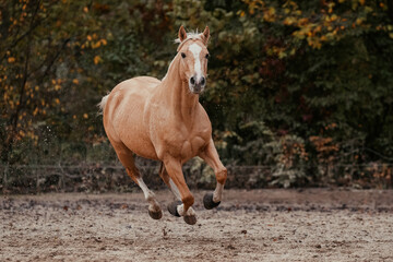 Palomino Quarter Horse