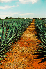 Campos de Agave