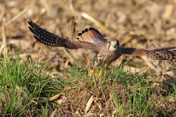 falcon, kestrel departing 