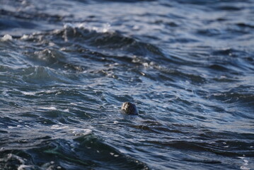 Naklejka premium Hawaiian green sea turtle taking a breath of air at the surface of the ocean
