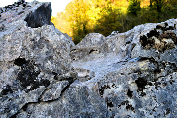 lichen on rock