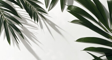 Fototapeta premium Green palm leaves on white background or wall with shadow from tropical foliage. Front view. For banner, poster, advertising, design. Ecology, nature, minimalist creative summer concept