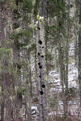 pine forest in winter